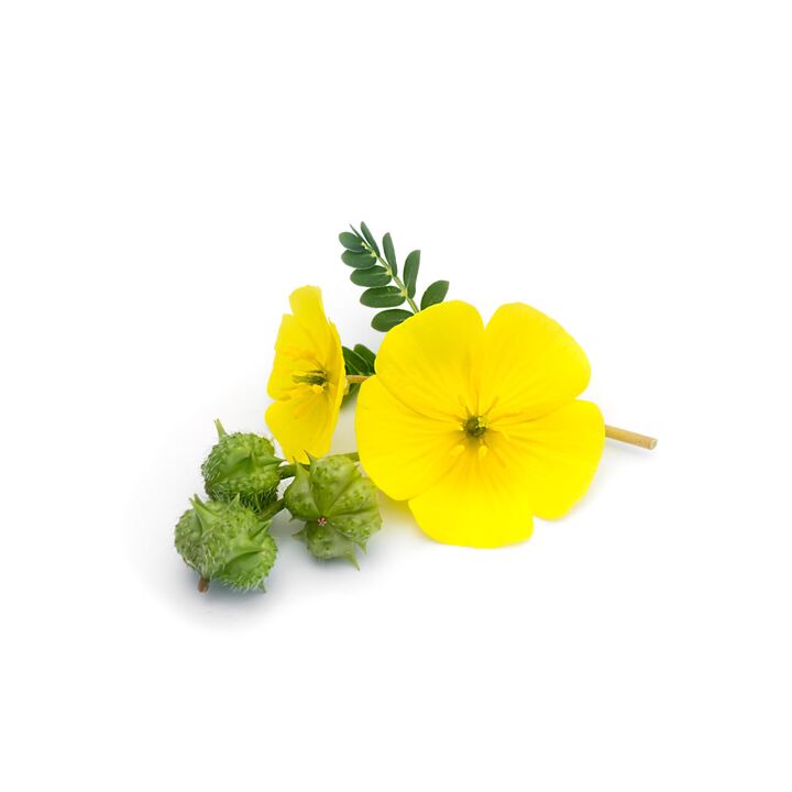 Tribulus arrastrándose como parte de Feronex