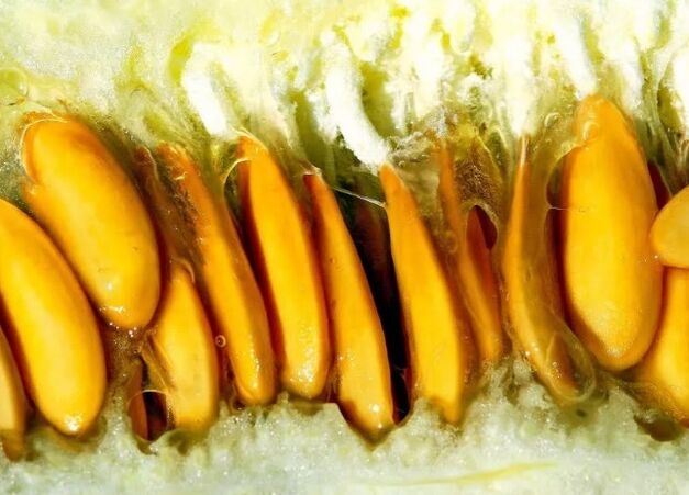Sementes de melón